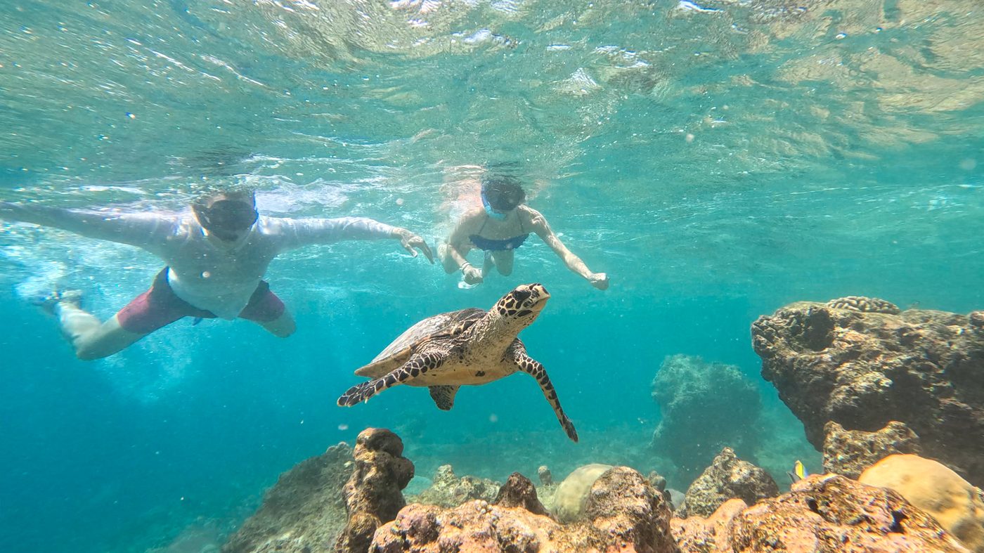 Sea turtle snorkel